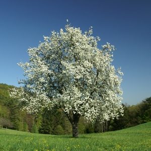 Blühender Apfelbaum