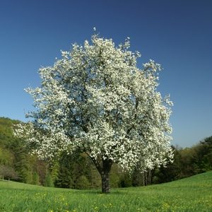 Blühender Apfelbaum